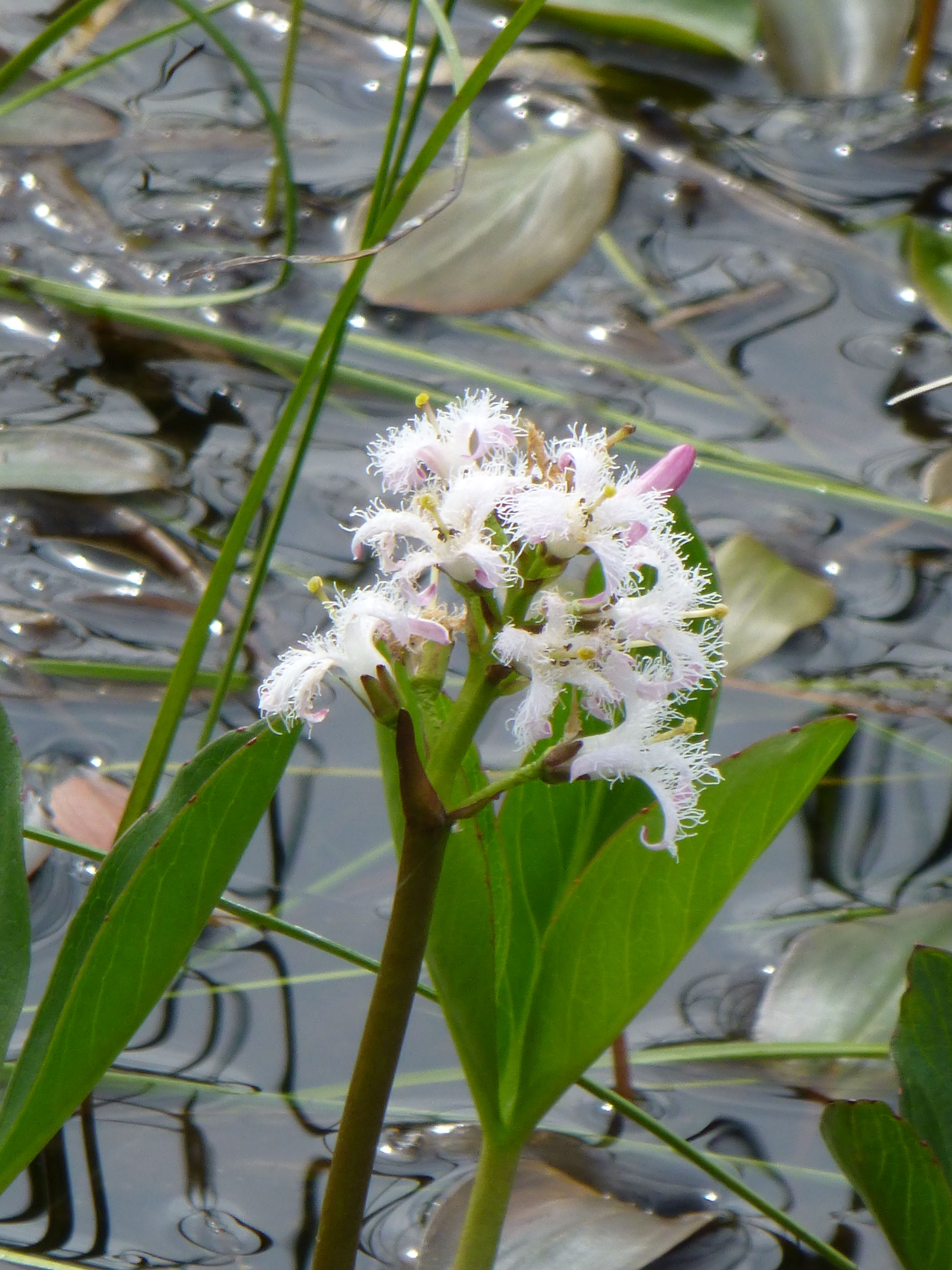 BOGBEAN