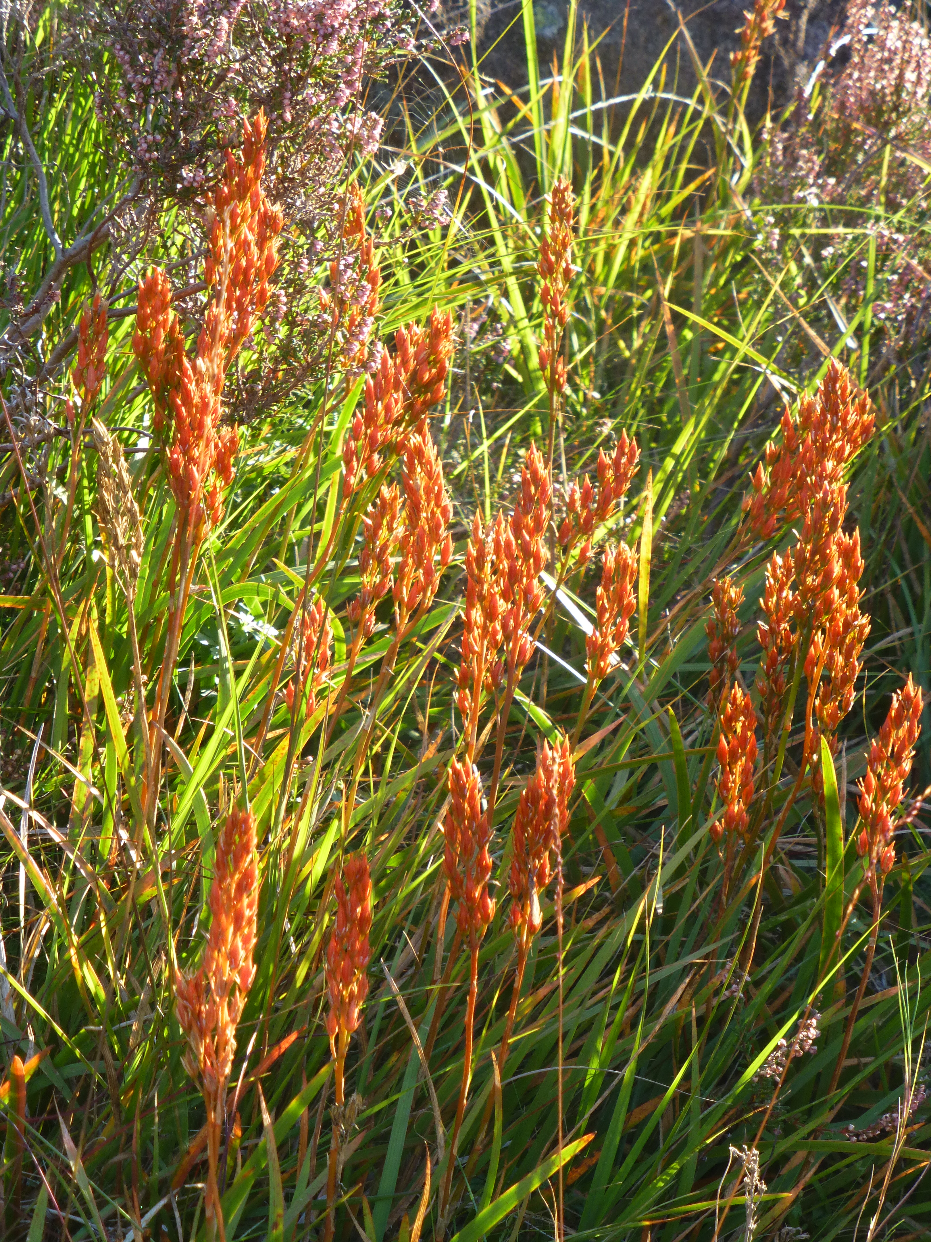 BOG ASPHODEL