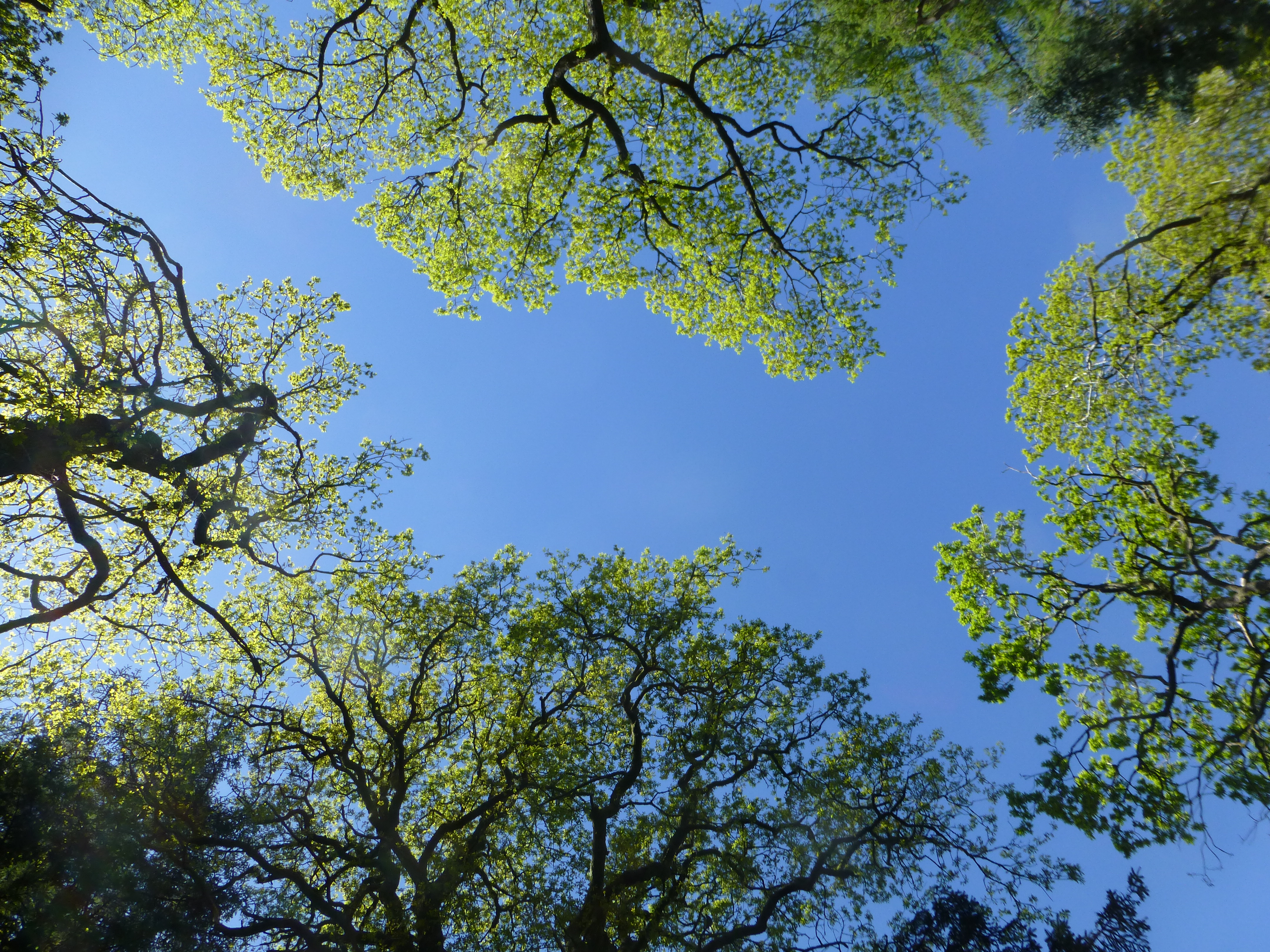 CANOPY