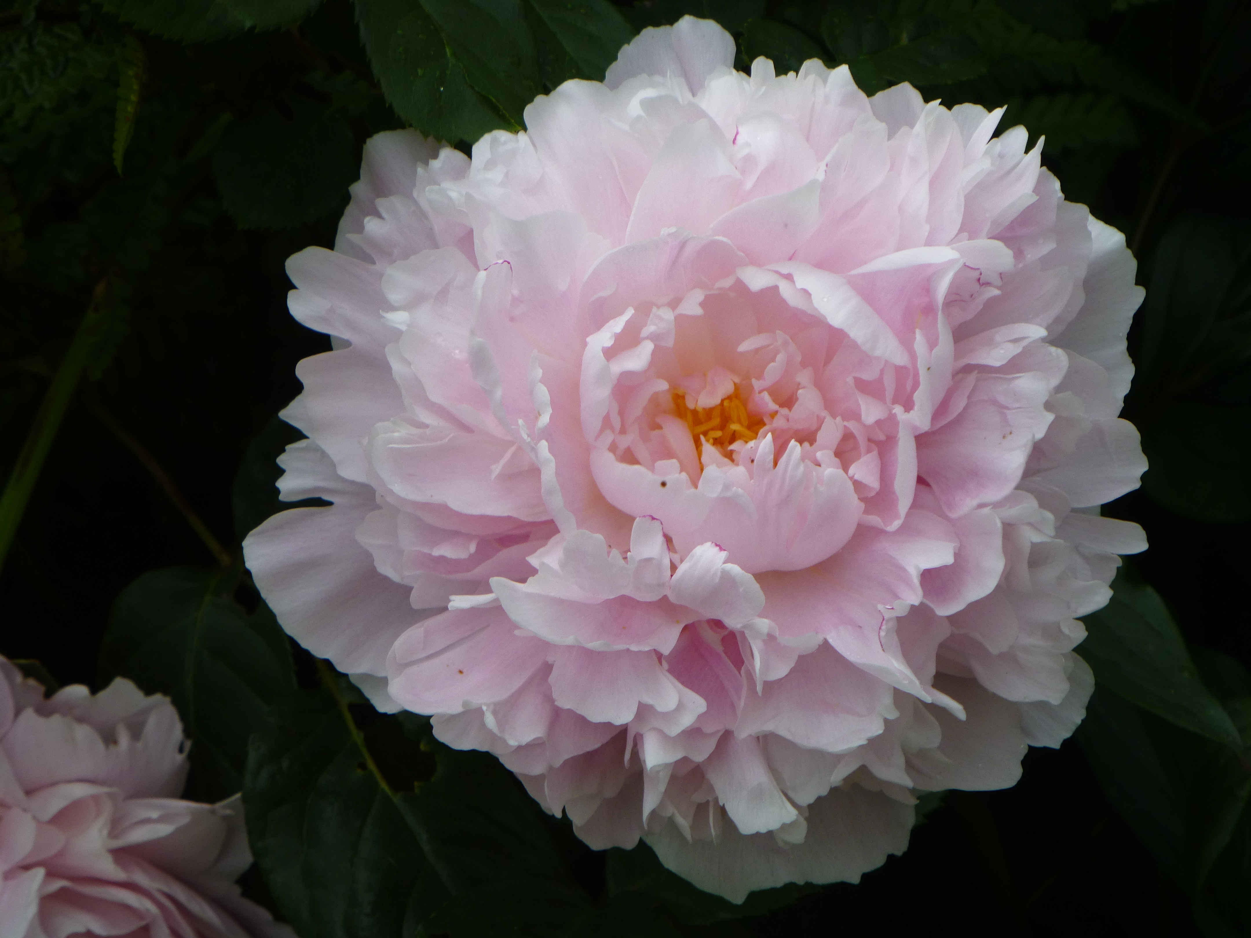 PEONY