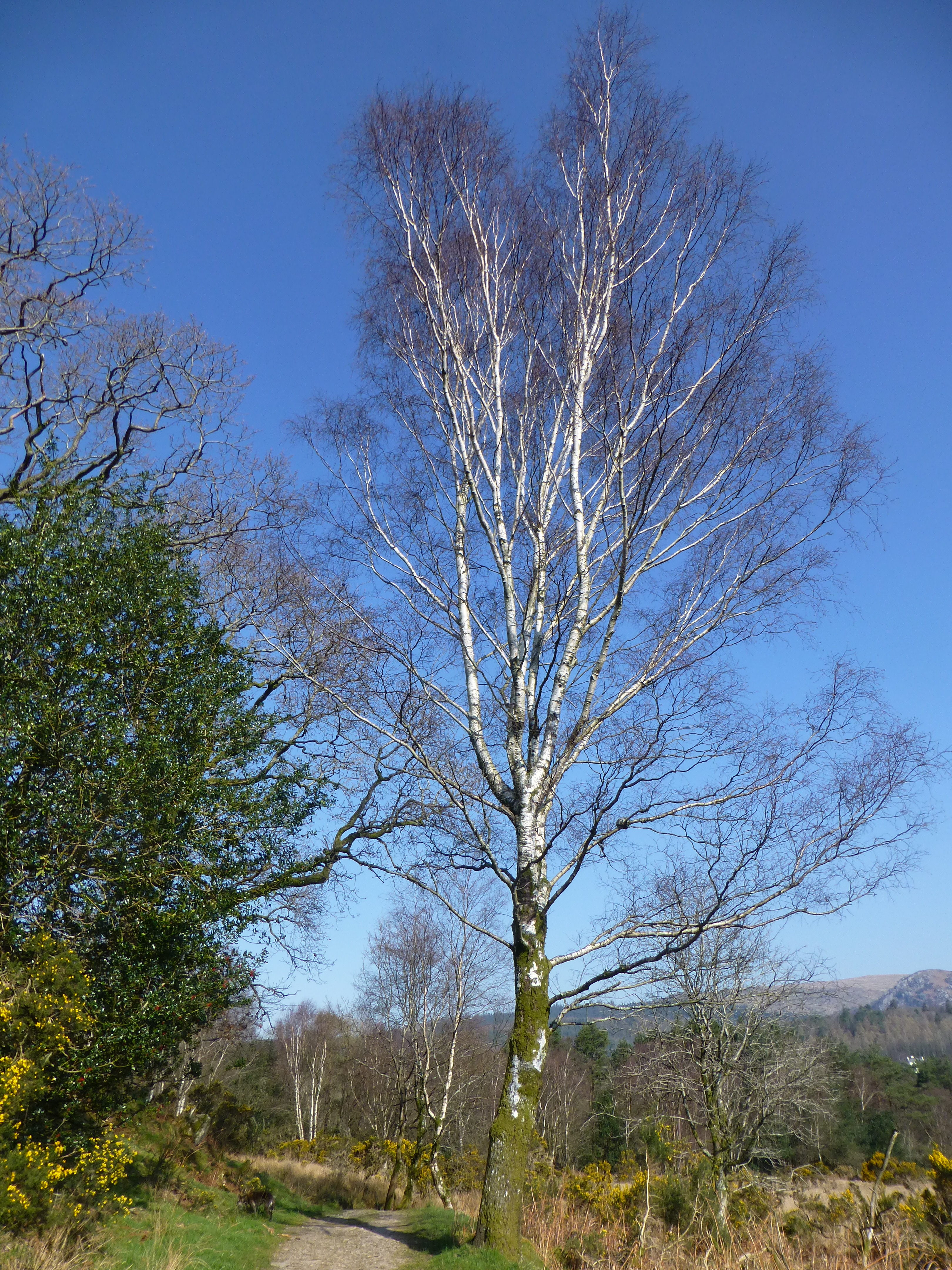 SILVERBIRCH